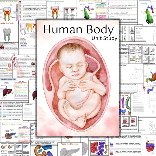 Human body unit study, Skeleton anatomy, Heart anatomy, Brain anatomy, Human organs printable, human body busy book, Tooth anatomy