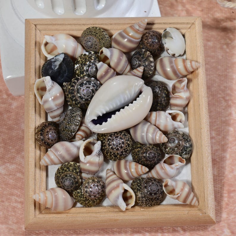 Shell Big Mouth Monster Miniature: Handmade Vintage Photo Frame Art BJD ...