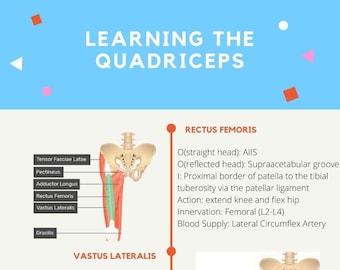 Quadricep Study Guide