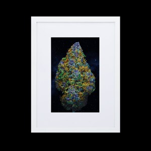 Marijuana Poster, Stampa In Alta Qualità, Carta Opaca Con Cornice In Legno Di Una Cima Di Cannabis Black Gorilla.