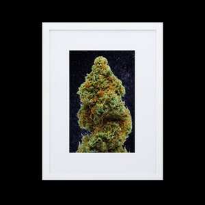 Marihuana Bud gerahmtes Poster, High-Definition-Foto auf mattem Papier gedruckt, Ananas-Express-Stamm.