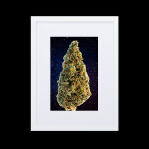 Marihuana Bud gerahmtes Poster, High-Definition-Foto auf mattem Papier gedruckt, Royal Cheese Strain.