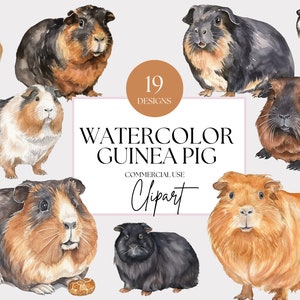 Bundle de cliparts aquarelle cobaye animaux de compagnie sublimation cliparts chambre d'enfant ferme pépinière Clipart aquarelle usage commercial cochon d'Inde PNG