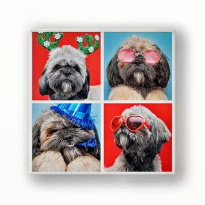 Pet photo collage canvas — 4-photo square layout with fun dog portraits and colourful backgrounds.