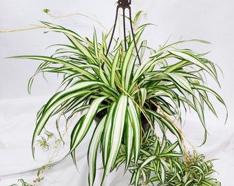 Spider Plant | Spider Plant in Hanging Basket | 8" Diameter Houseplant | Live Plant | GardenLoverShop