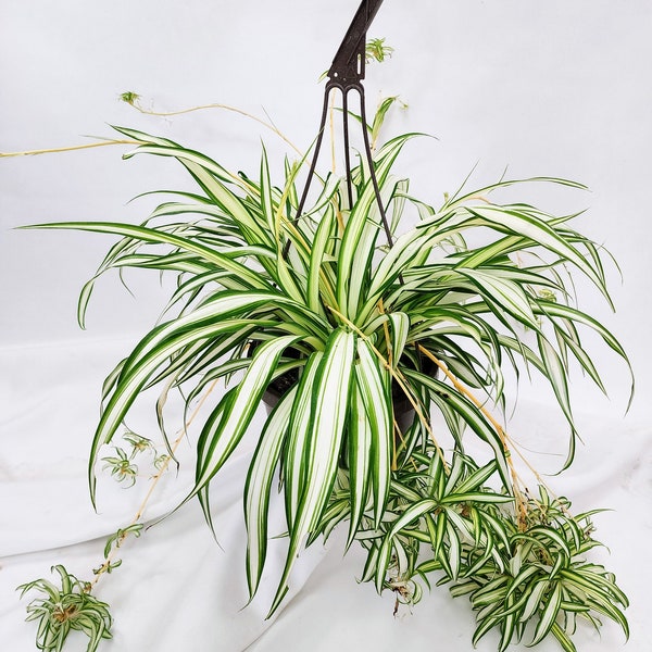 Spider Plant | Spider Plant in Hanging Basket | 8" Diameter Houseplant | Live Plant | GardenLoverShop