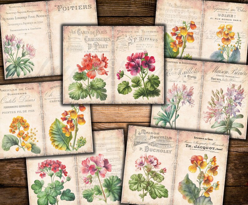Puede incluir: Una colecci&oacute;n de ilustraciones bot&aacute;nicas vintage que representan diversas flores, incluyendo geranios, pr&iacute;mulas y otras flores. Las ilustraciones est&aacute;n impresas en papel envejecido con texto en franc&eacute;s e ingl&eacute;s.