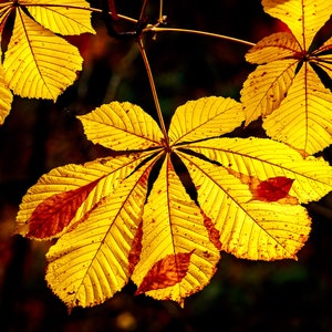 Gold Leaf Fine Art Photography: Oregon Landscape Canvas