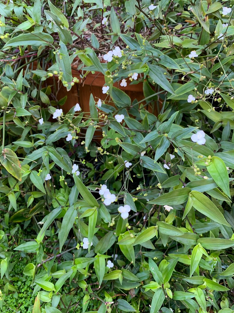 Tahitian Bridal Veil, Gibasis Pellucida 10 Cuttings, With Each
