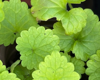 Planta viva de Gotu Kola • Planta en maceta de 7,6 cm • Centella asiática enraizada