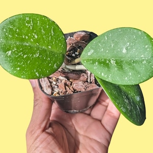 Hoya Obovata Cutting Starter Plant