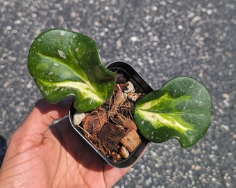 Hoya Obovata Variegated Lightly Rooted Cutting Starter Plant