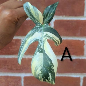 希少　Philo florida beuaty X Mayoi Philo Mayoi Florida Beauty - Etsy