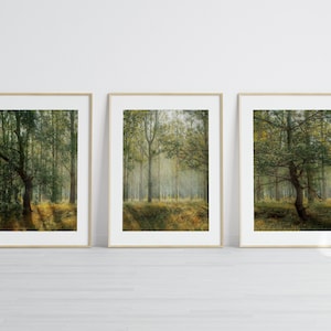 Forest Wall Art, Set of 3 Foggy Forest Print, Forest Photo Print, Misty Forest Art