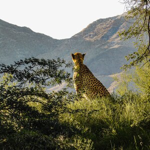 Cheetah Big Cats Wildlife photography canvas metal living room bedroom wall art poster