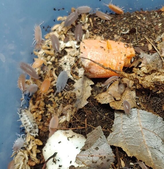 15 Isopod Mix Party Pack Etsy