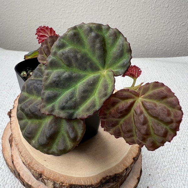 Begonia Dracopelta X Begonia Sp. Sarawak Hybrid