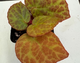 Begonia Rockii Rare Plant in Moss Cup Seller Choice Plant - Etsy