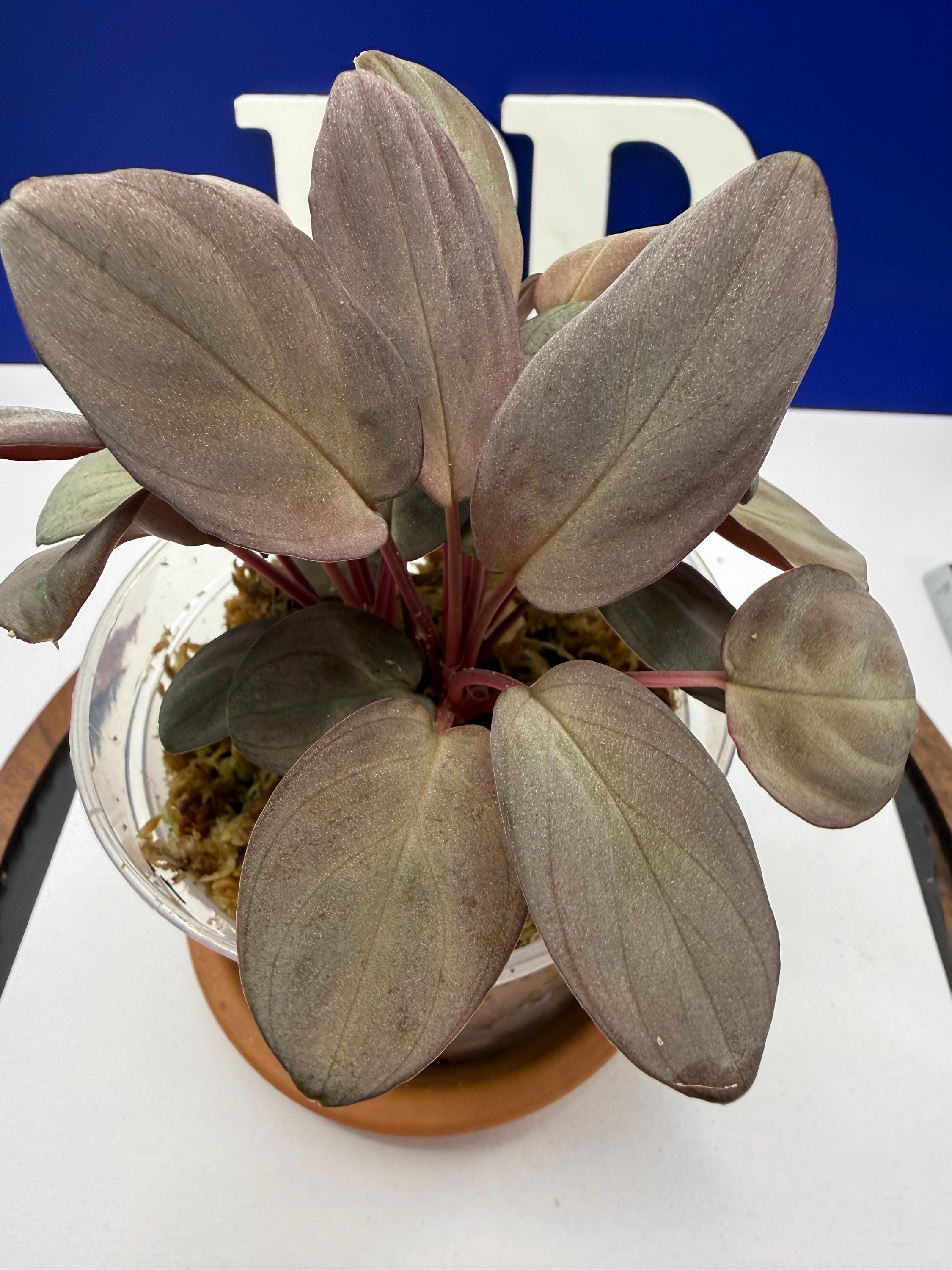 Homalomena Sp - Etsy