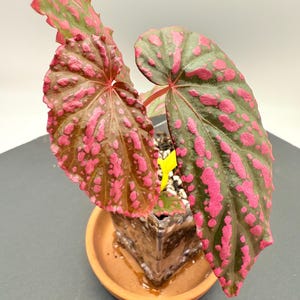 Begonia Negrosensis