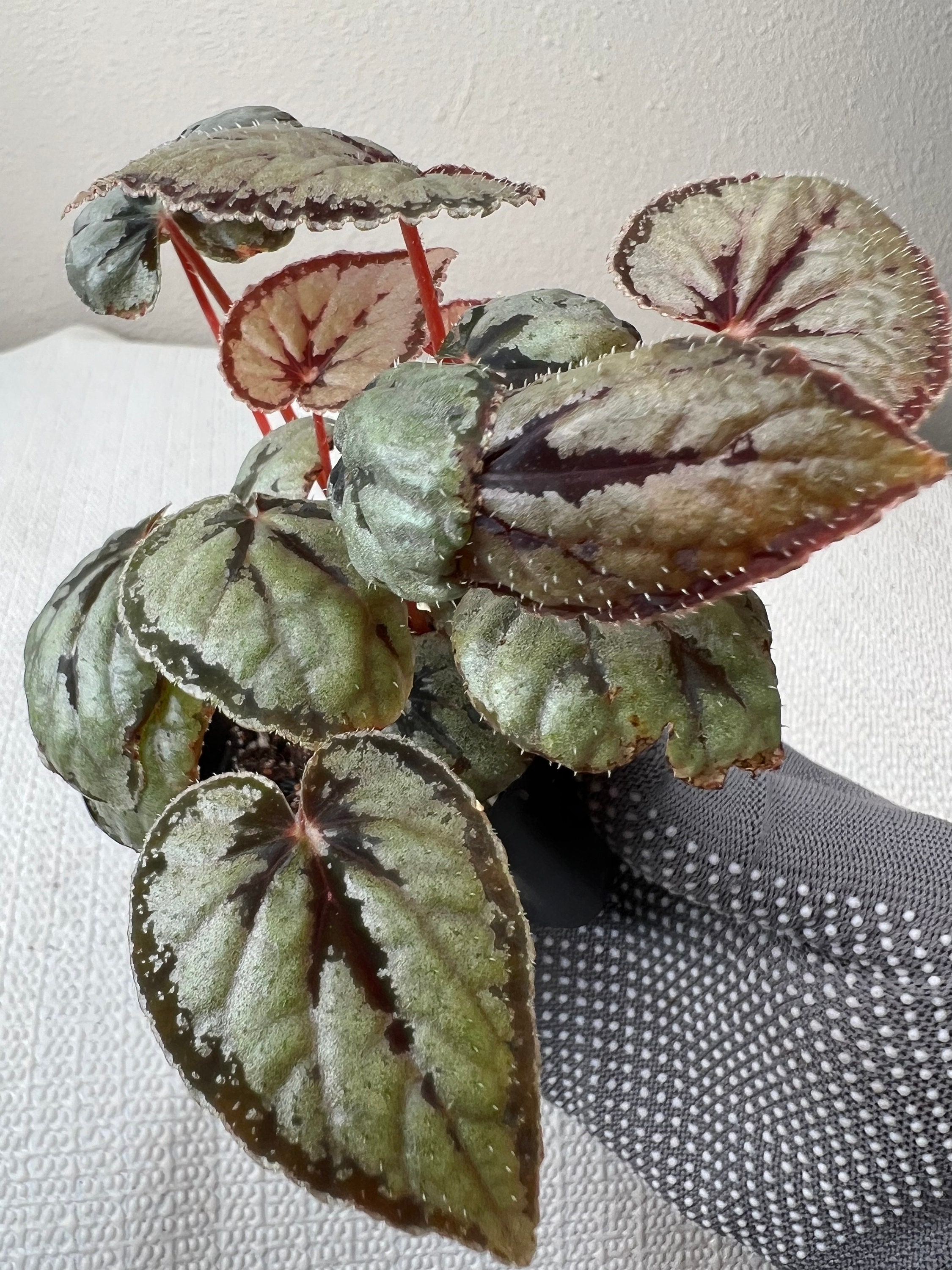 Neko　Begonia dinhdui Begonia dinhdui – Steve's Leaves