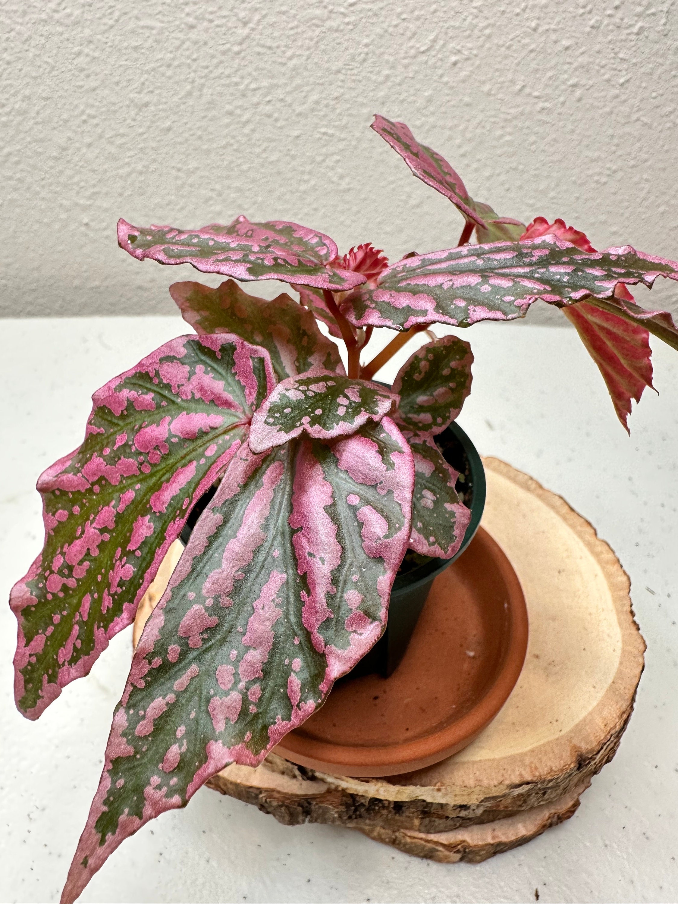 Begonia Sp. Crazy Pink - Etsy