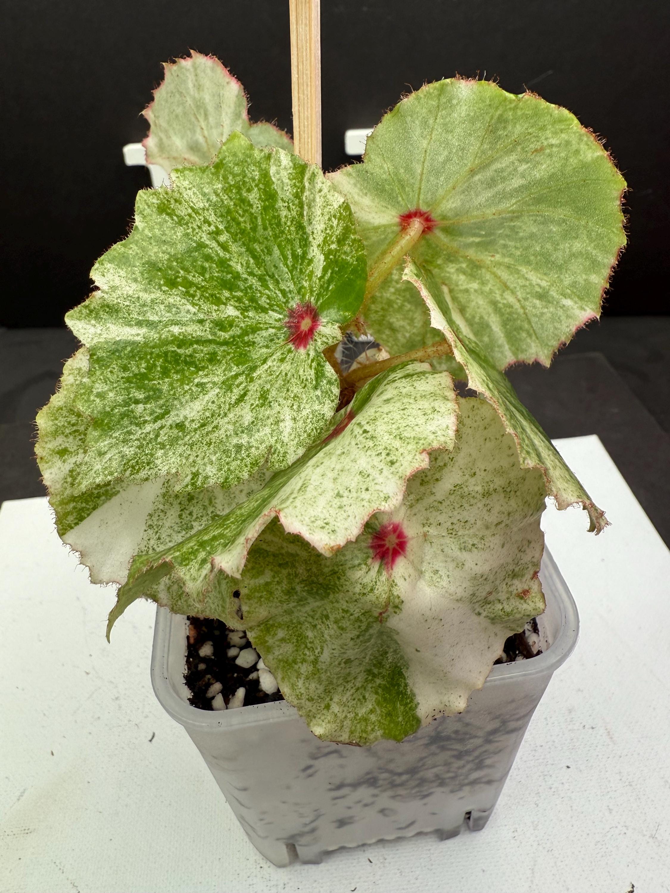 Rouge Variegated ルージュ・バリエゲイテッド – Begonia Club