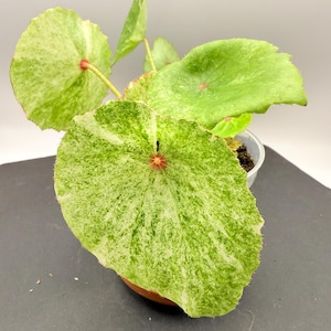 ベゴニアルージュ⑦ Begonia 'rouge' Variegated 丸い葉の中心に赤い模様のrouge そして斑