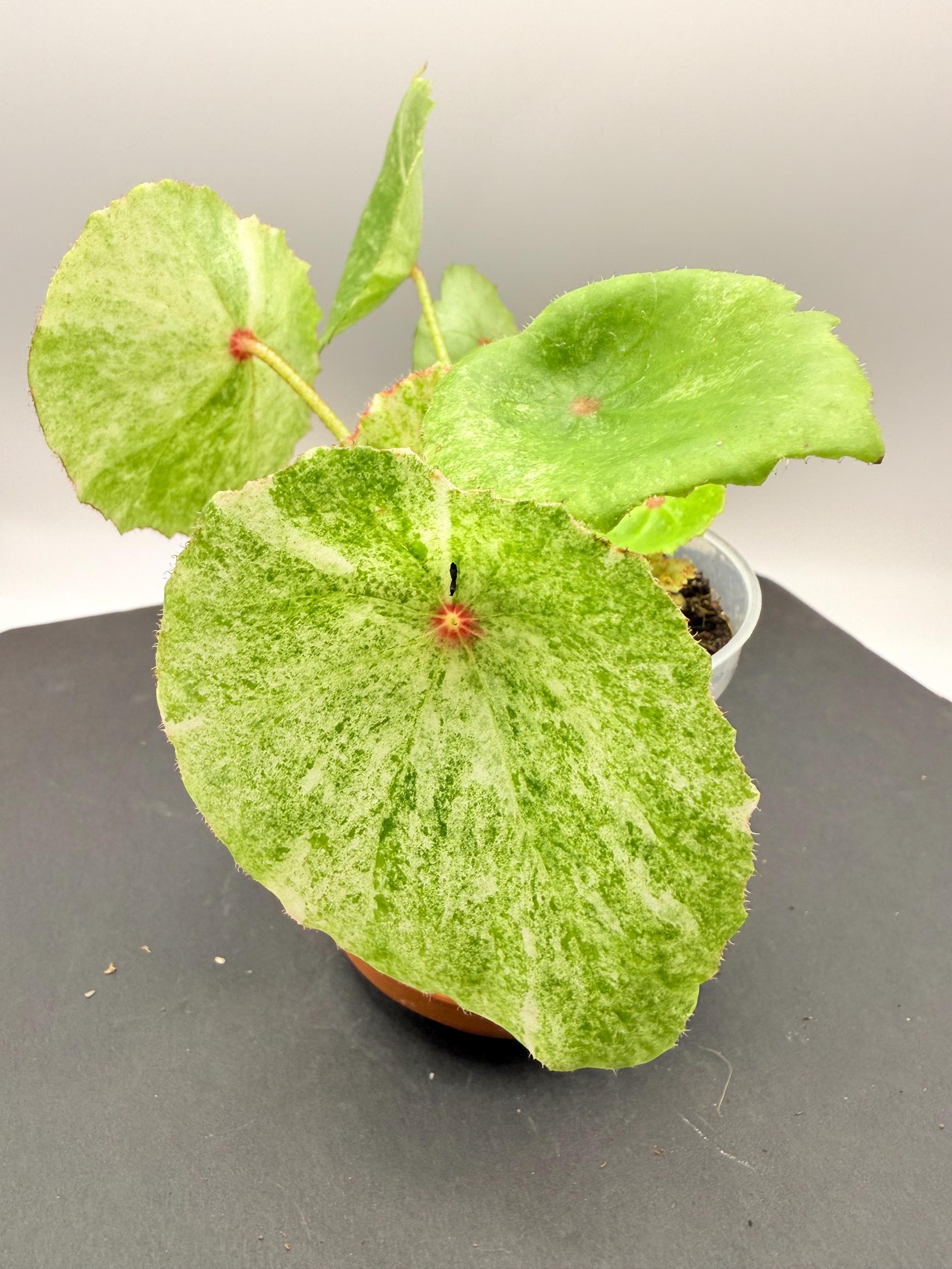 レア　ベゴニア　ルージュ大葉Variegated Begonia Rouge③ 47.jpg