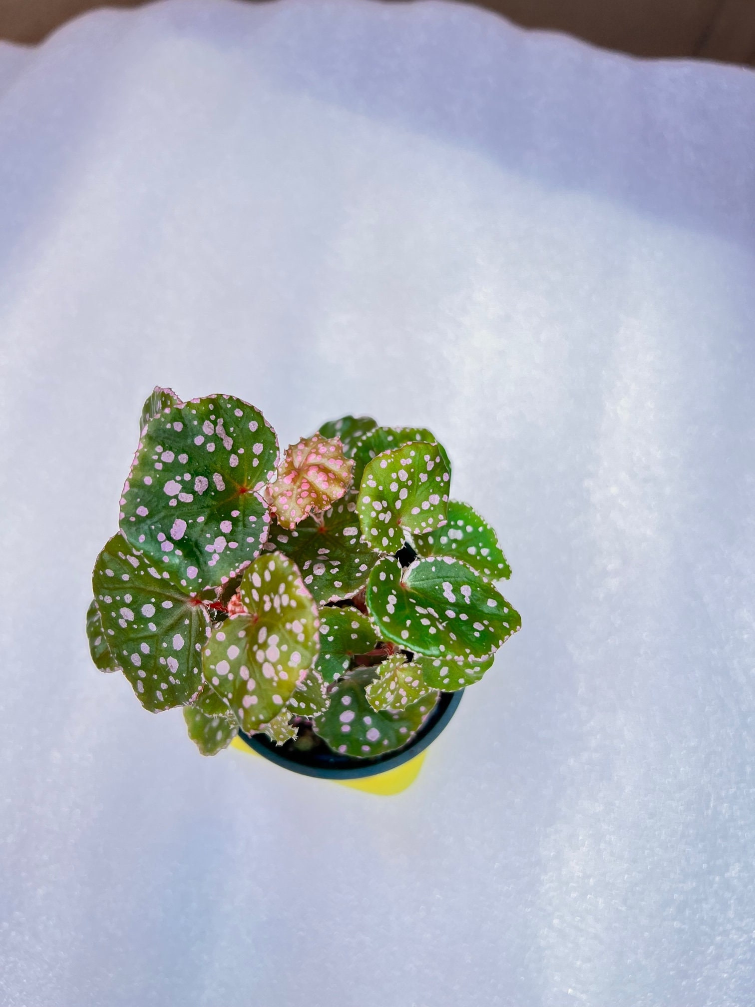 Begonia Muara Waha w/multiply growth, terrarium culture, RARE