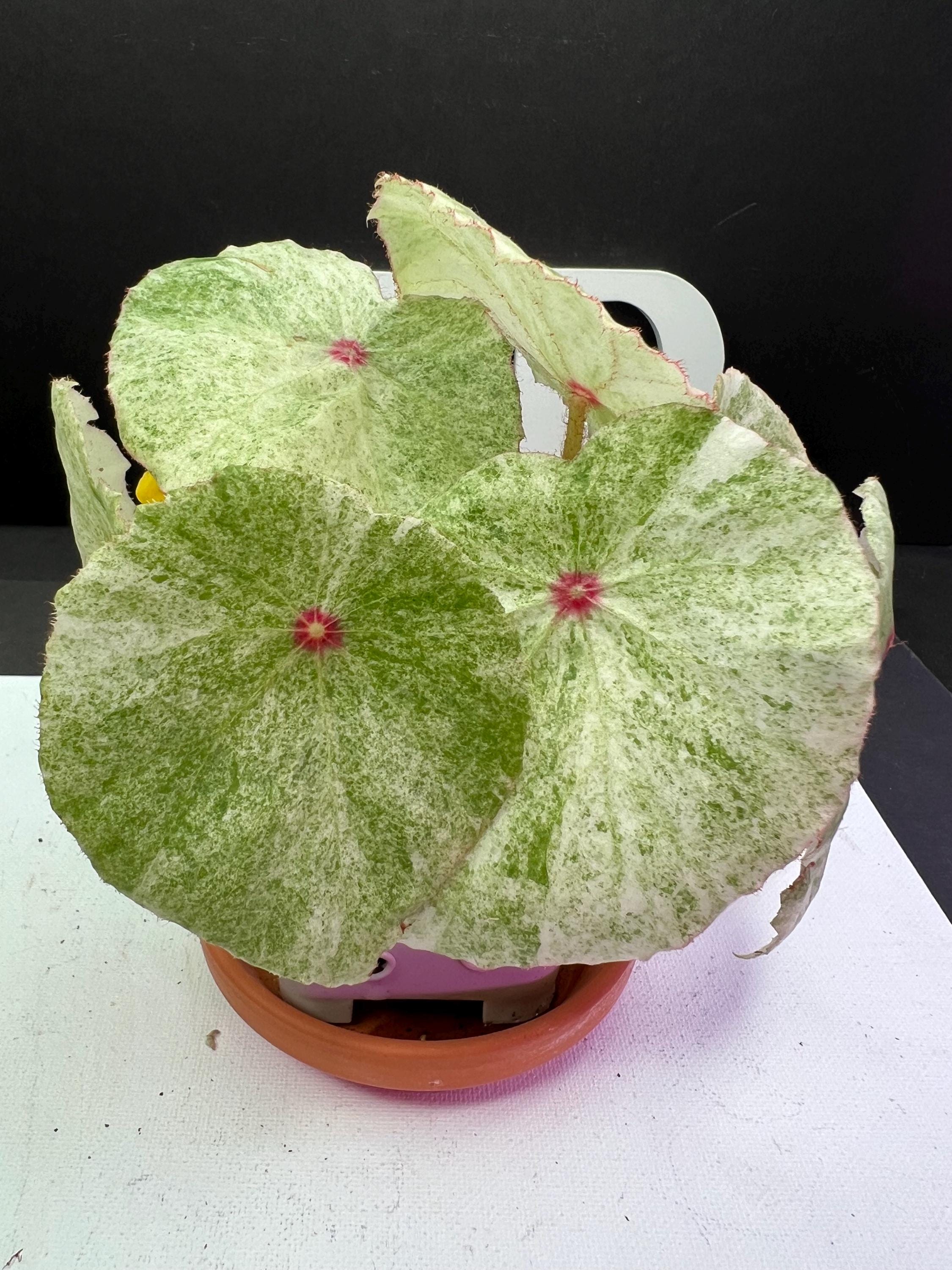 Rouge Variegated ルージュ・バリエゲイテッド – Begonia Club