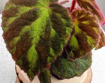 Begonia U693