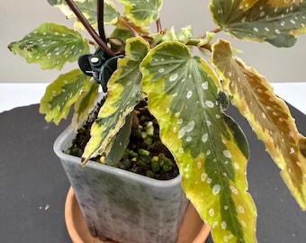 Begonia Dainty Spray Sport Variegated - Etsy