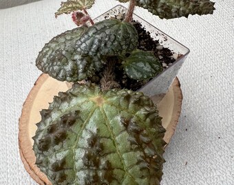 Begonia Montaniformis