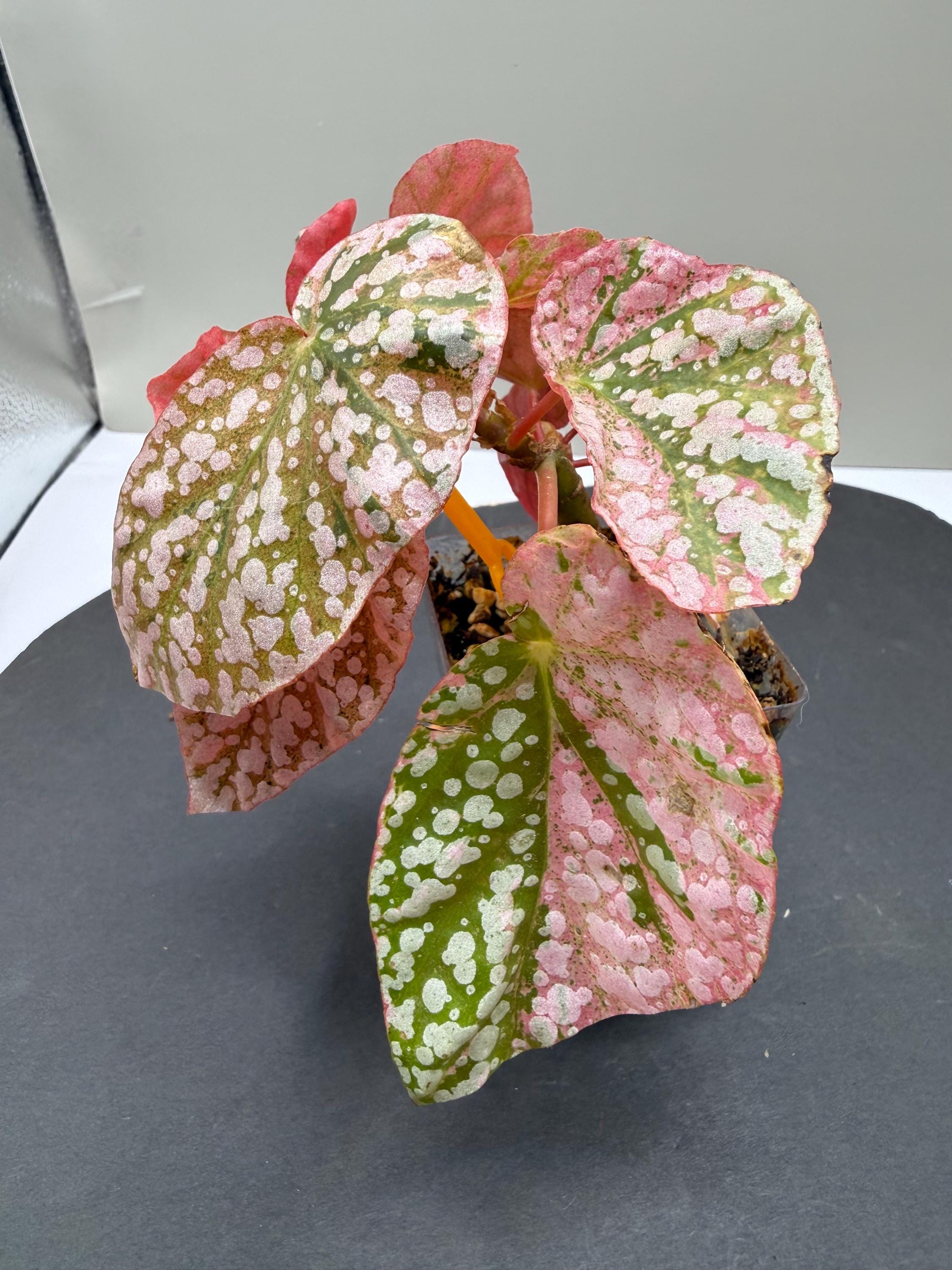 Begonia 'snow Capped Variegated' - Etsy