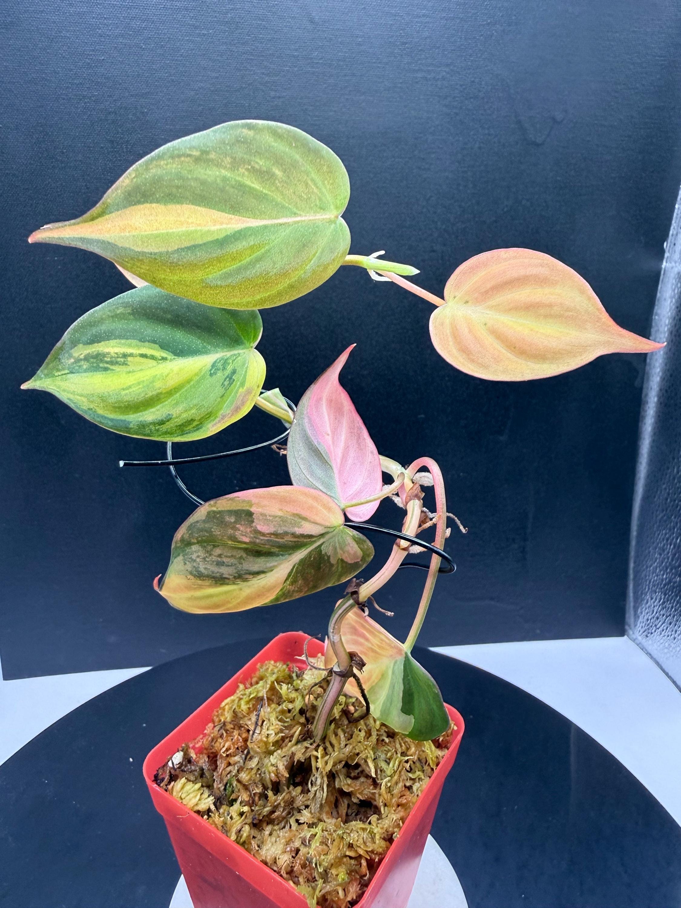 Pink Variegated Philodendron Micans - Etsy