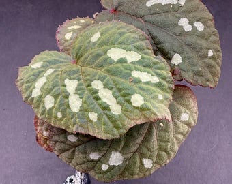 専用❣️Begonia Begonia cv. ' ZERONIA [ XY-016 / B. lichenora x B. kapuashuluensis