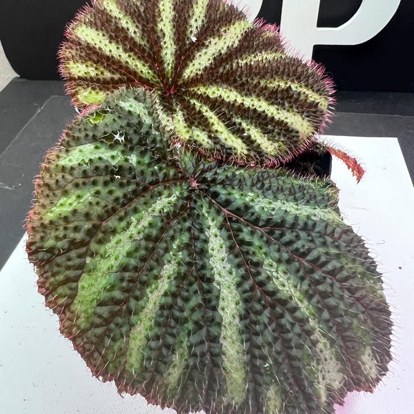 Begonia sp. Versicolor