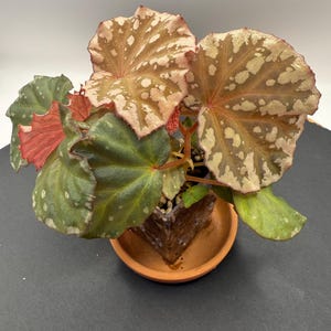 BegoniaPassion #10