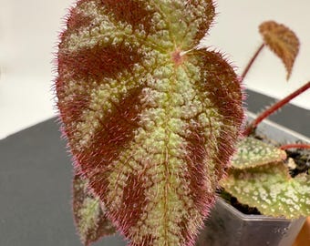 Begonia Rouge Variegated - Etsy