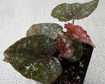 Begonia Curtisii “Galaxy’ X Begonia Variabilis