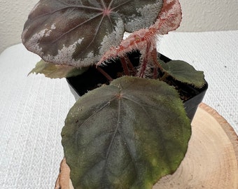 Begonia Koksunii