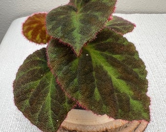 Begonia U693