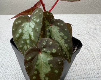 Begonia Variabilis II