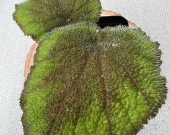 Begonia sp. Green & Brown