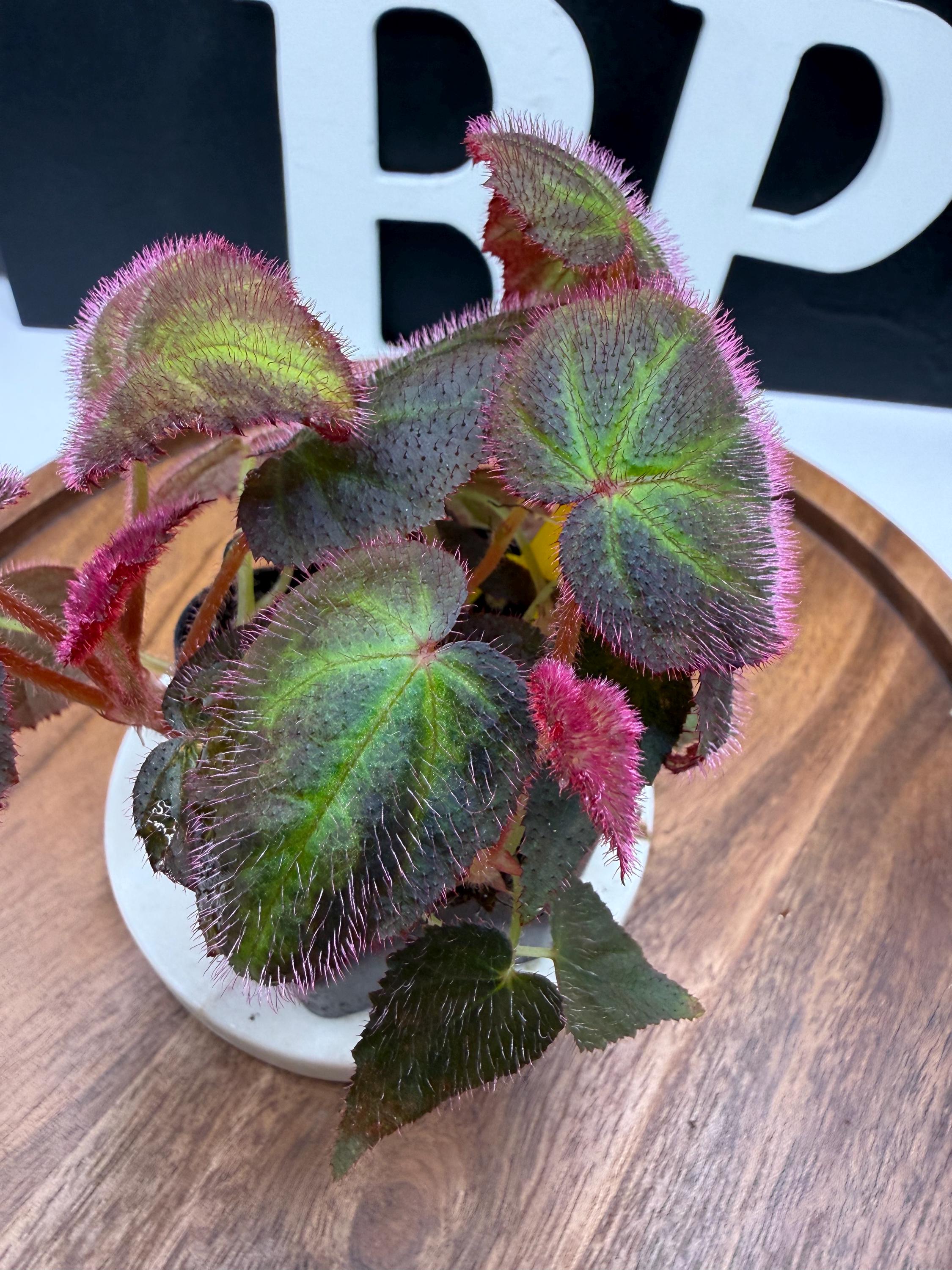 その他観葉植物 Begonia sp. from Langkat Sumatera Utara Begonia Sp. Sumatra Utara - Etsy
