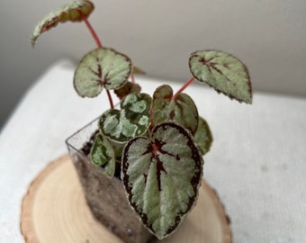 Begonia Dinhdui Silver