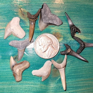 Large Fossilized Shark Teeth (Set of 10 Various)