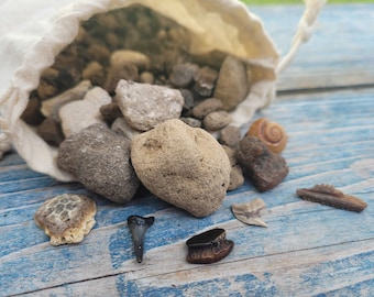 Tamisez votre propre kit de fossiles