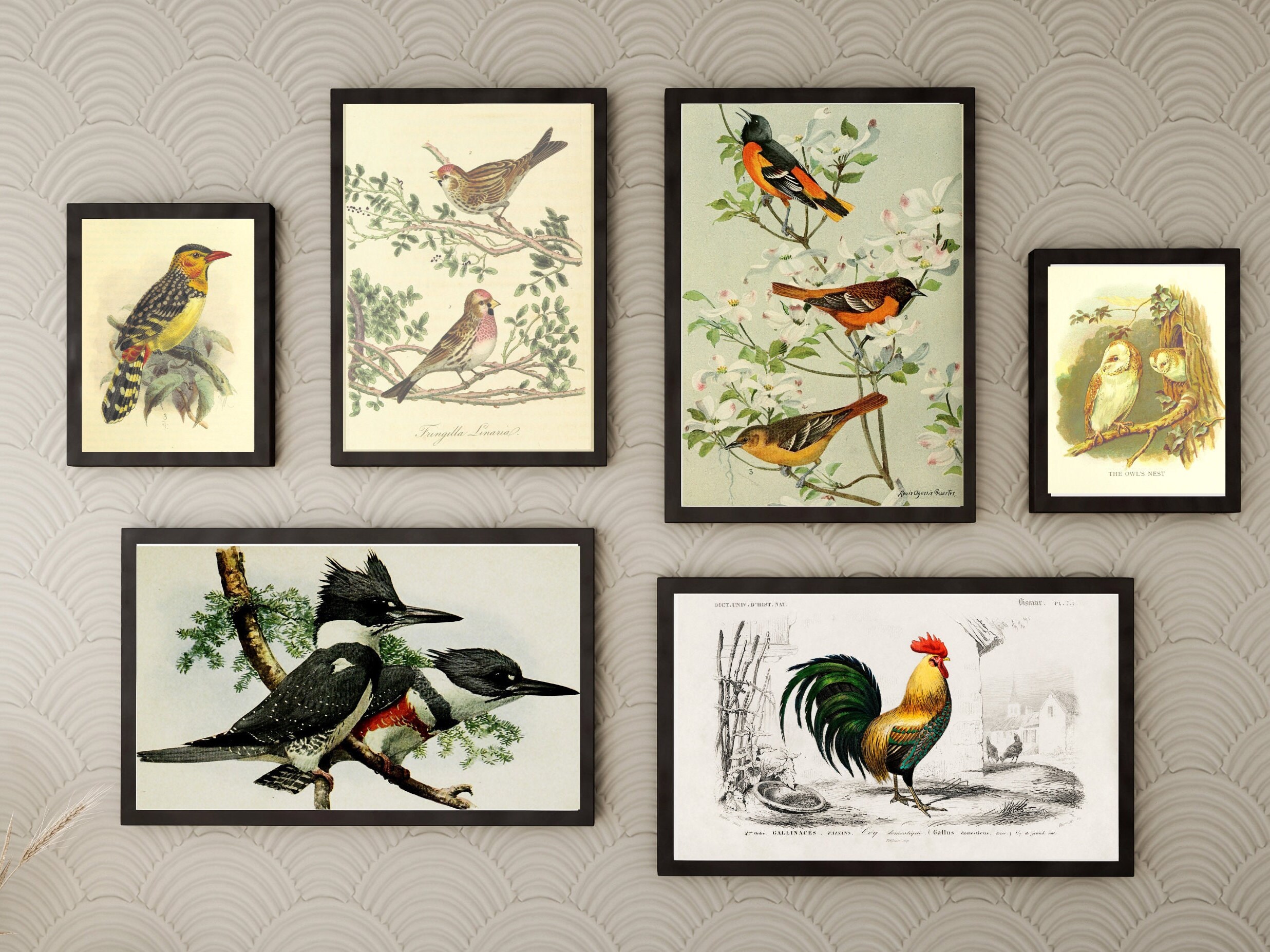 60 Vintage Birds Wall Art Printable Illustrations Art TV - Etsy